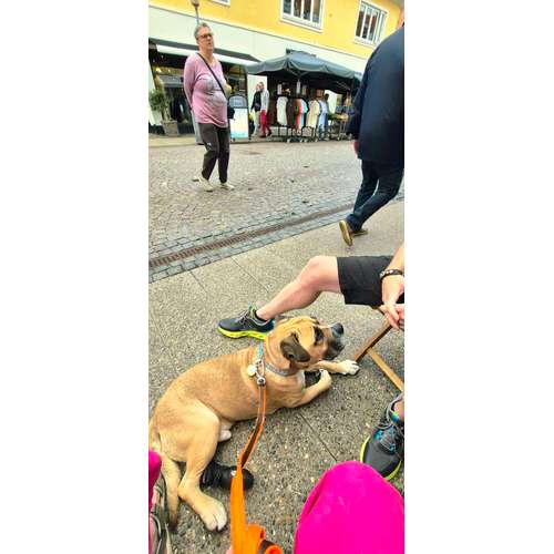 Hundeauslaufgebiet-Mobile Hundeschule Ammersbek-Bild