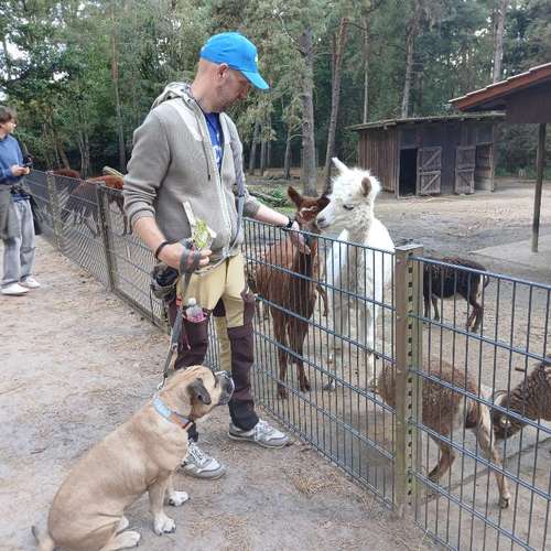 Hundeauslaufgebiet-Mobile Hundeschule Ammersbek-Bild