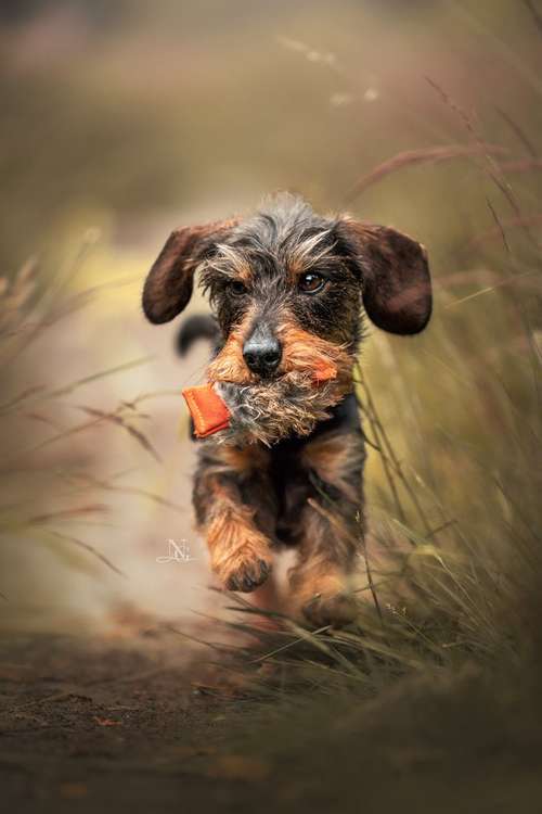 Hundeauslaufgebiet-Nadine Grove Fotografie-Bild