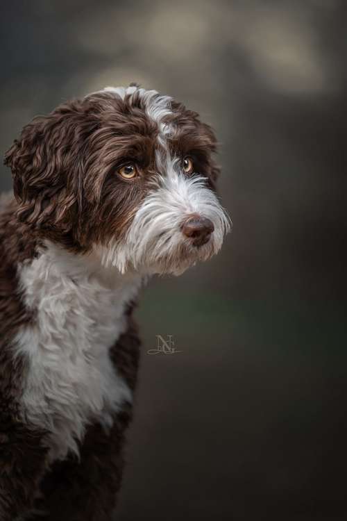 Hundeauslaufgebiet-Nadine Grove Fotografie-Bild