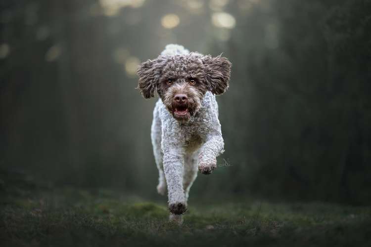 Hundeauslaufgebiet-Nadine Grove Fotografie-Bild