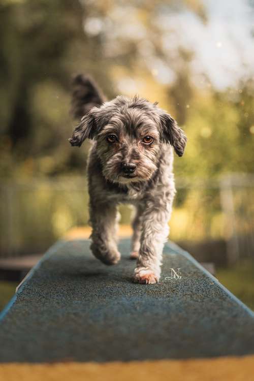 Hundeauslaufgebiet-Nadine Grove Fotografie-Bild