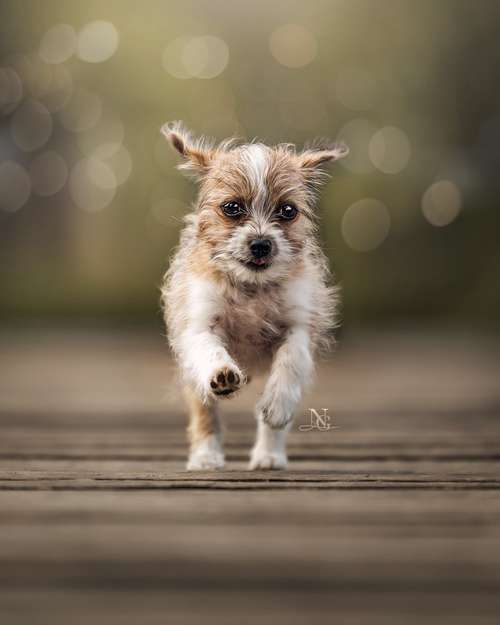 Hundeauslaufgebiet-Nadine Grove Fotografie-Bild