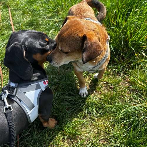 Hundeauslaufgebiet-Luna Lernt-Bild