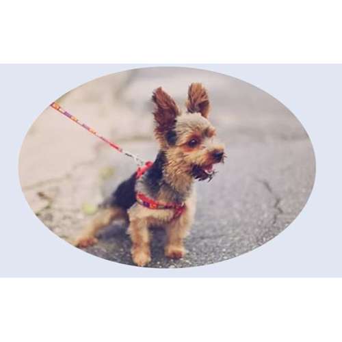 Hundeauslaufgebiet-Faszination Hunde Hundetraining-Bild