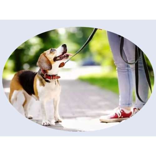 Hundeauslaufgebiet-Faszination Hunde Hundetraining-Bild