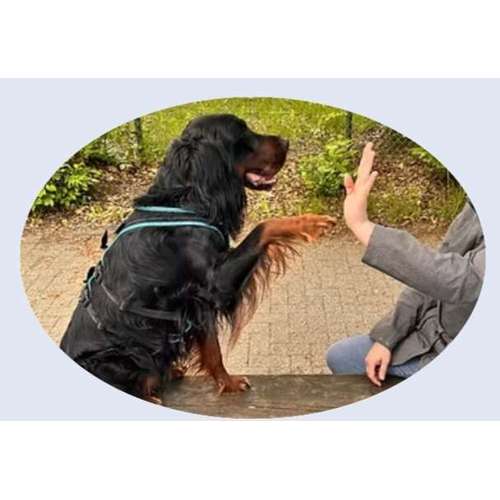 Hundeauslaufgebiet-Faszination Hunde Hundetraining-Bild