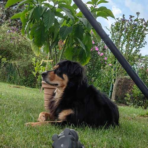 Hundeauslaufgebiet-Laura's Home Service-Bild