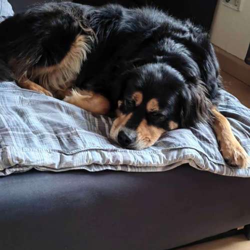 Hundeauslaufgebiet-Laura's Home Service-Bild