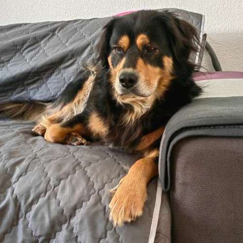 Hundeauslaufgebiet-Laura's Home Service-Bild