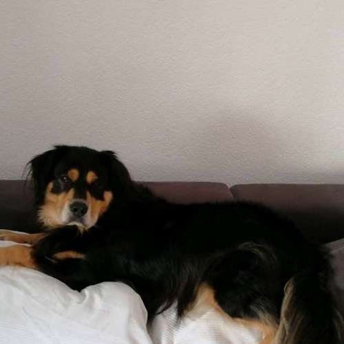 Hundeauslaufgebiet-Laura's Home Service-Bild