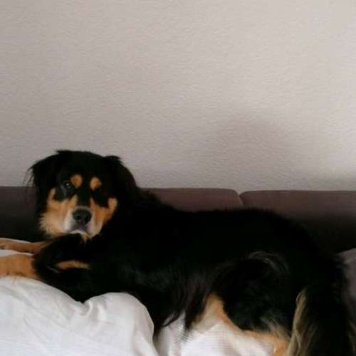 Hundeauslaufgebiet-Laura's Home Service-Bild