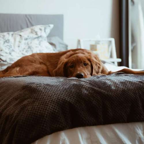 Hundeauslaufgebiet-Laura's Home Service-Bild