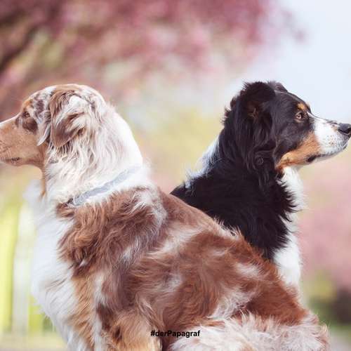Hundeauslaufgebiet-der Papagraf-Bild