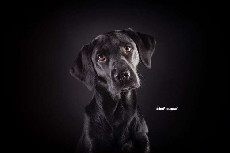 Hundeauslaufgebiet-der Papagraf-Bild