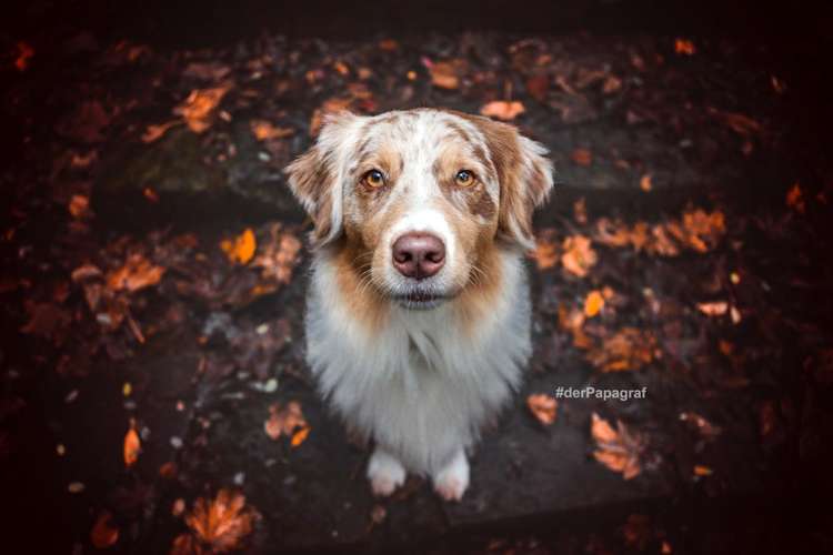 Hundeauslaufgebiet-der Papagraf-Bild