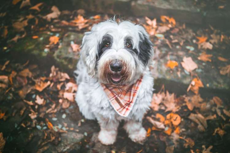 Hundeauslaufgebiet-der Papagraf-Bild