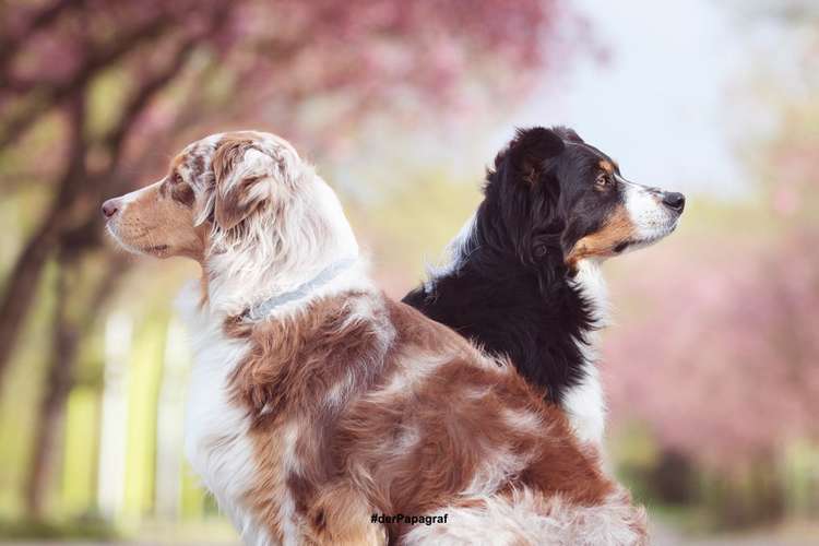 Hundeauslaufgebiet-der Papagraf-Bild
