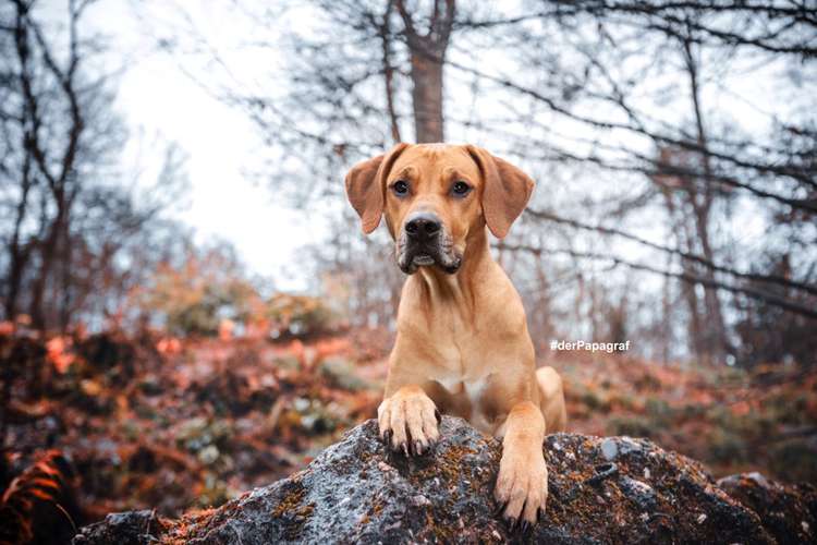 Hundeauslaufgebiet-der Papagraf-Bild
