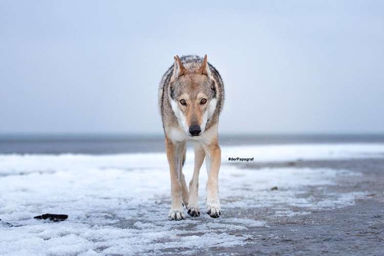 Hundeauslaufgebiet-der Papagraf-Bild