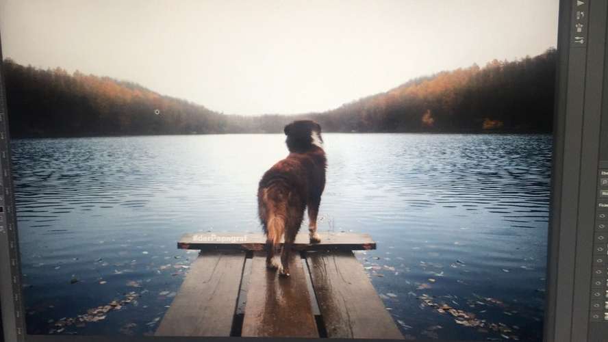 Hundeauslaufgebiet-der Papagraf-Bild