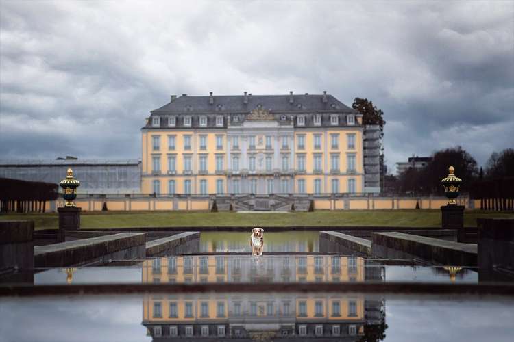 Hundeauslaufgebiet-der Papagraf-Bild