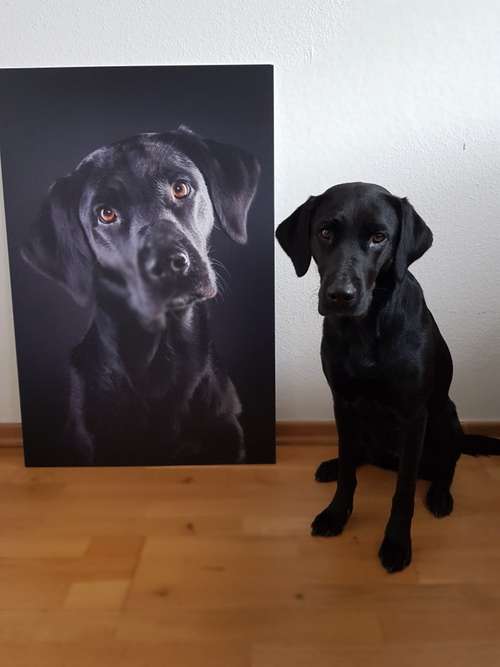 Hundeauslaufgebiet-der Papagraf-Bild