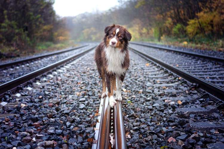 Hundeauslaufgebiet-der Papagraf-Bild
