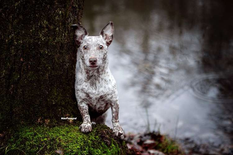 Hundeauslaufgebiet-der Papagraf-Bild