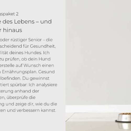 Hundeauslaufgebiet-Crazy Dog -Bild