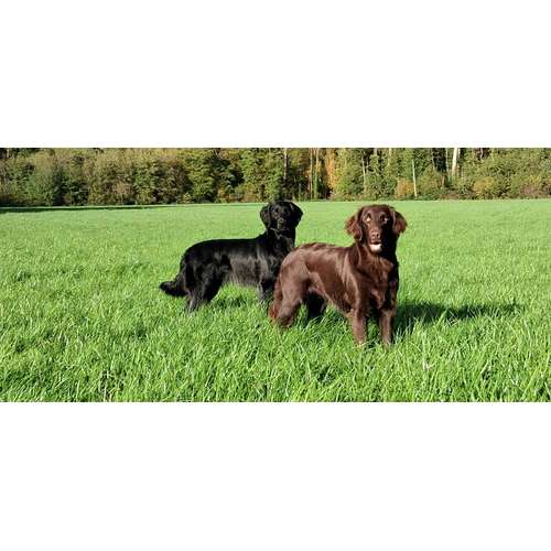 Hundeauslaufgebiet-Crazy Dog -Bild