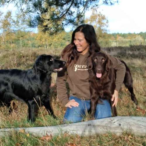 Hundeauslaufgebiet-Crazy Dog -Bild