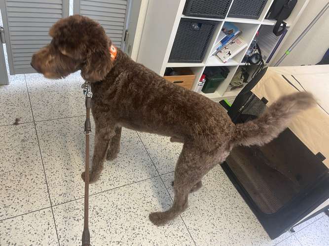 Hundeauslaufgebiet-Jojos Fellparadies-Bild