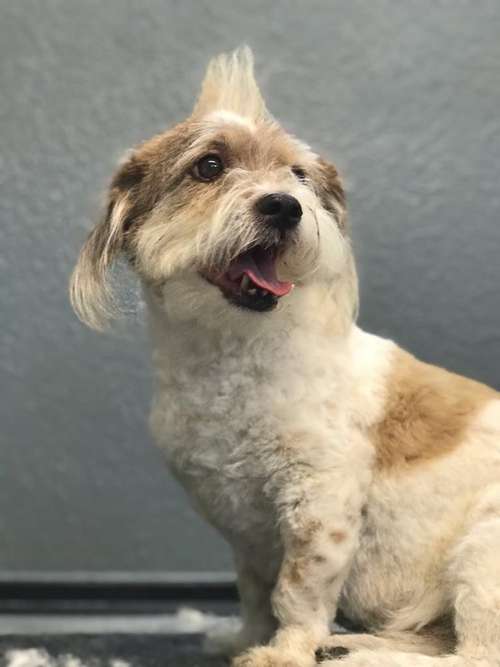 Hundeauslaufgebiet-Jojos Fellparadies-Bild