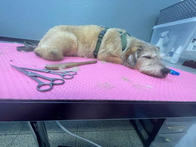 Hundeauslaufgebiet-Jojos Fellparadies-Bild