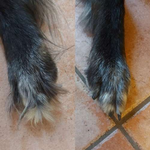 Hundeauslaufgebiet-Jojos Fellparadies-Bild