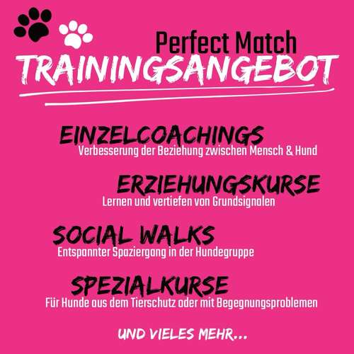 Hundeauslaufgebiet-Perfect Match | Mensch-Hund-Training-Bild