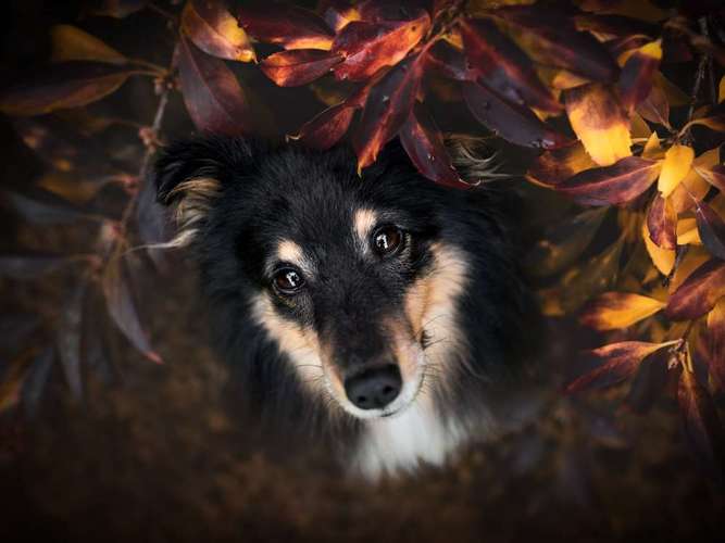 Hundeauslaufgebiet-Photo-Passion by Denise Czichocki-Bild