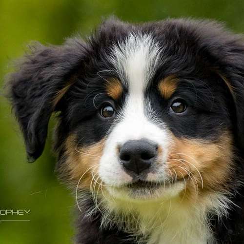 Hundeauslaufgebiet-Thorsten Ophey Fotografie-Bild