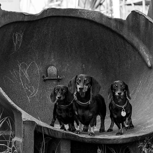 Hundeauslaufgebiet-Thorsten Ophey Fotografie-Bild