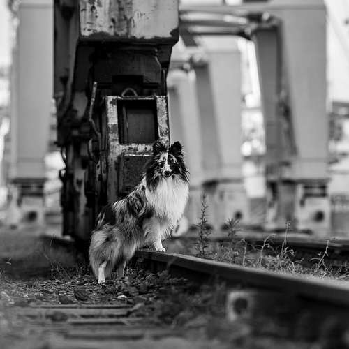 Hundeauslaufgebiet-Thorsten Ophey Fotografie-Bild