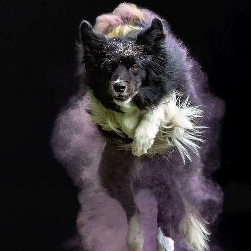 Hundeauslaufgebiet-Thorsten Ophey Fotografie-Bild