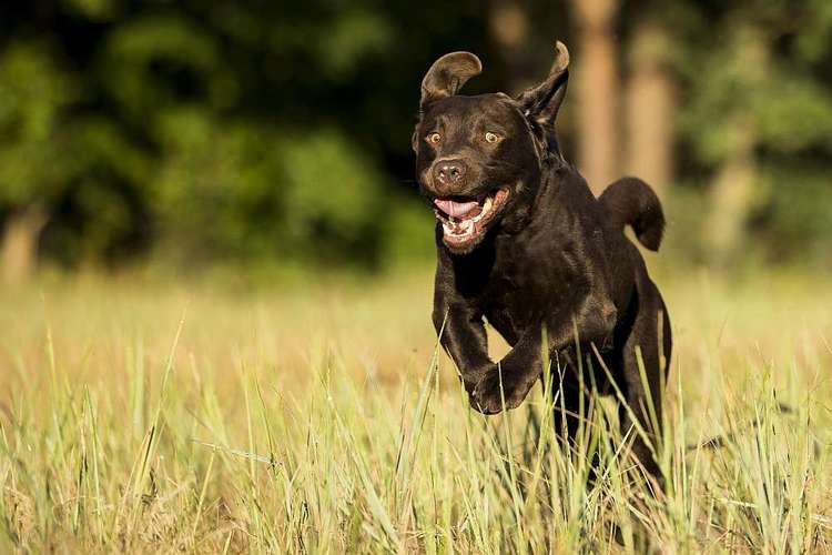 Hundeauslaufgebiet-Thorsten Ophey Fotografie-Bild