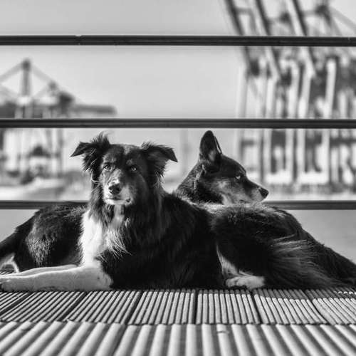 Hundeauslaufgebiet-Thorsten Ophey Fotografie-Bild