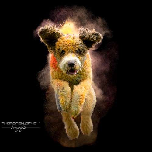 Hundeauslaufgebiet-Thorsten Ophey Fotografie-Bild