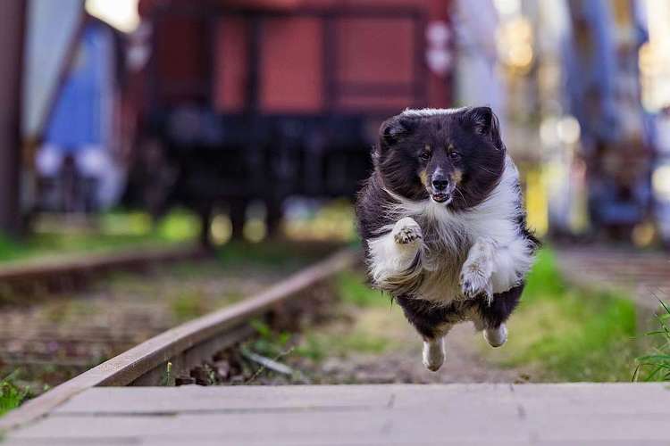 Hundeauslaufgebiet-Thorsten Ophey Fotografie-Bild