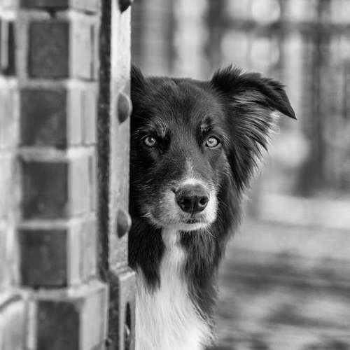 Hundeauslaufgebiet-Thorsten Ophey Fotografie-Bild