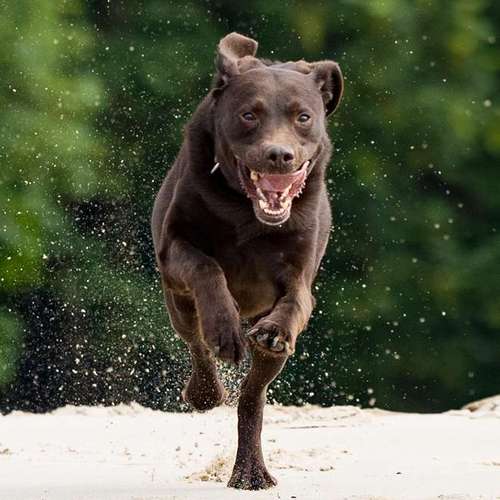 Hundeauslaufgebiet-Thorsten Ophey Fotografie-Bild