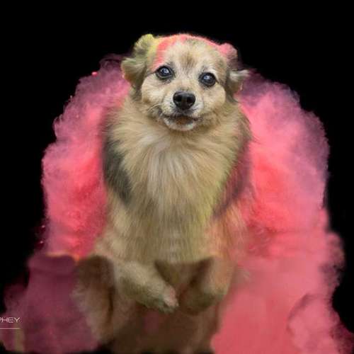 Hundeauslaufgebiet-Thorsten Ophey Fotografie-Bild