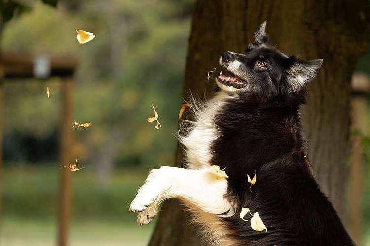 Hundeauslaufgebiet-Thorsten Ophey Fotografie-Bild